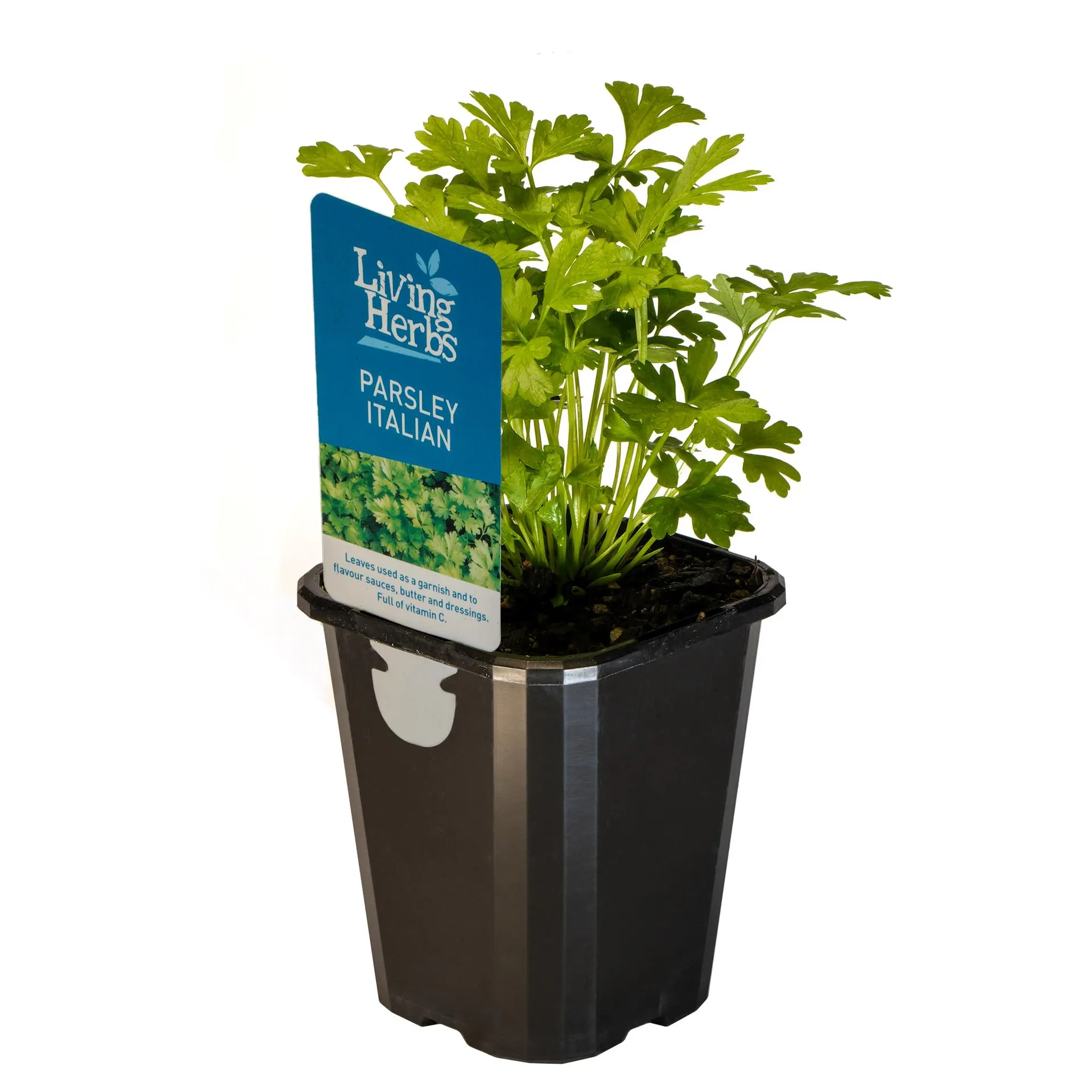 Parsley Italian - Small Herb 10cm