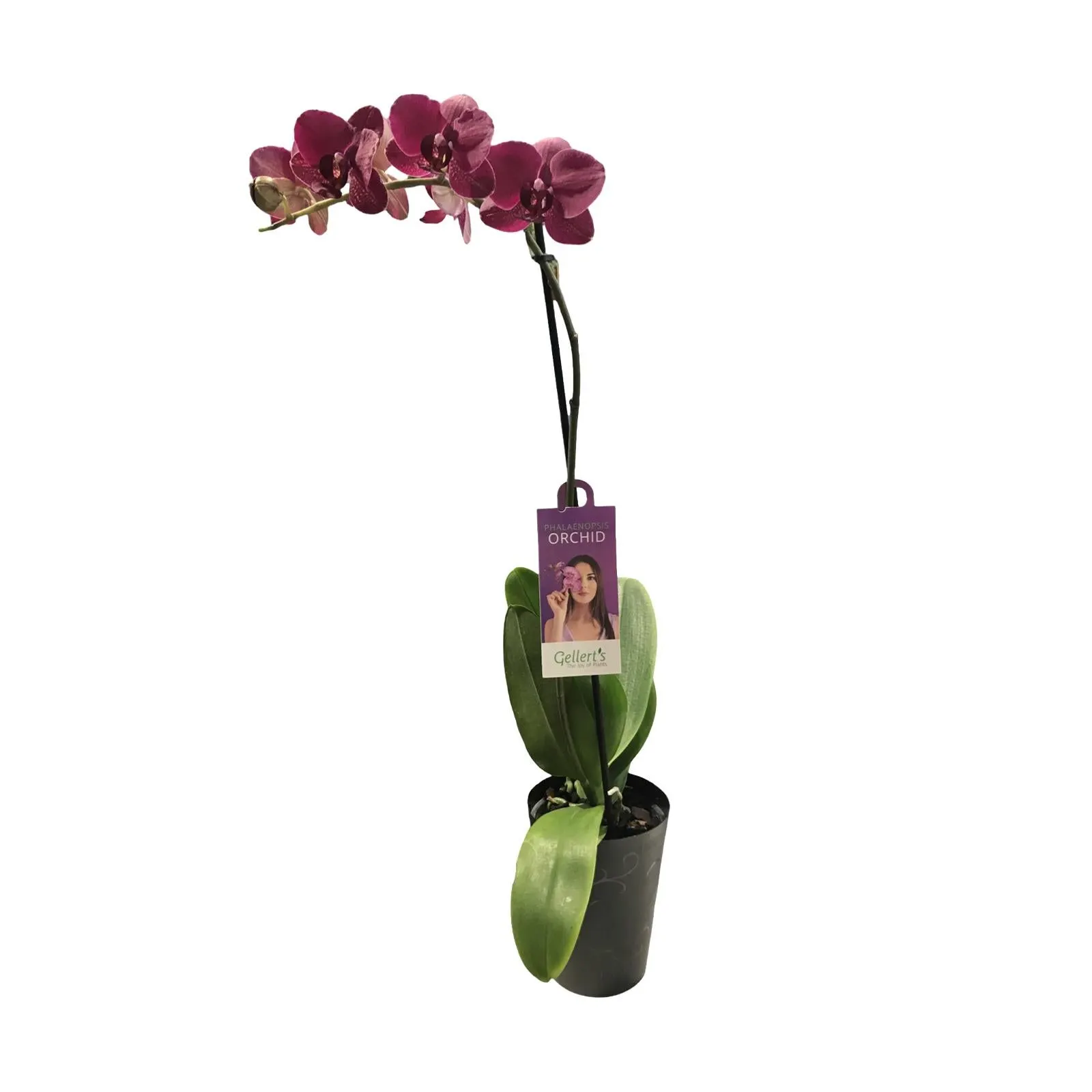 Phalaenopsis (Moth Orchid) Asstd Colour Single - 120mm