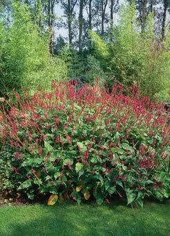 Duizendknoop (Persicaria amplexicaulis) D 11 H 10 cm