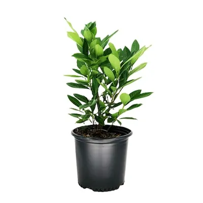 Sky Pencil Holly Foundation/Hedge Shrub in 2.5 -Quart Pot 1 -Pack