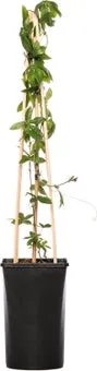 Passiebloem (Passiflora caerulea) D 16 H 75 cm