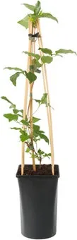 Bosrank (Clematis 'Miss Bateman') D 16 H 75 cm