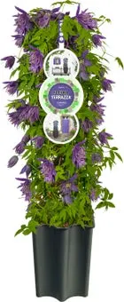 Bosrank (Clematis 'Octopus' PBR) D 16 H 75 cm
