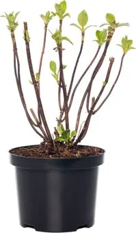 Hortensia (Hydrangea Macrophylla (Wit))