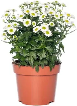 Chrysant (Chrysanthemum 'Garden Mums' ) D 10,5 H 15 cm