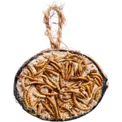 Halve kokosnoot meelwormen