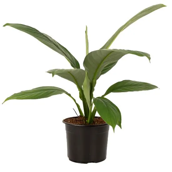 Spathiphyllum Sensation (Peace Lily) - 18cm