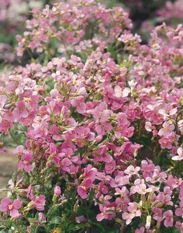 Rijstebrij (Arabis caucasica 'Pinkie') D 9 H 10 cm