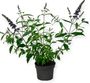 Vlinderstruik (Buddleja davidii 'Ellen's Blue') D 19 H 50 cm