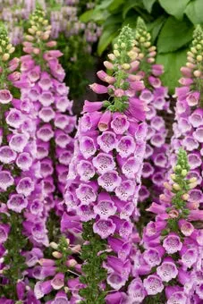 Vingerhoedskruid (Digitalis purpurea 'Dalmatian Purple') D 11 H 15 cm