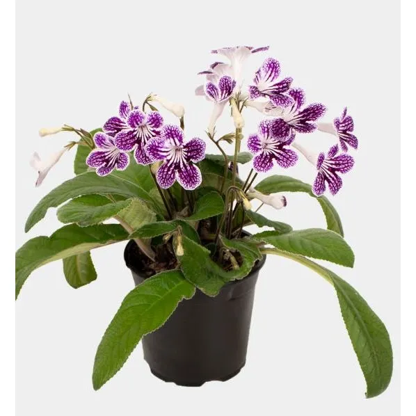 Streptocarpus Hybrid Mixed Col - 120mm