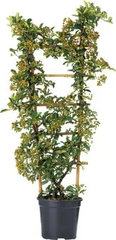Vuurdoorn (Pyracantha) geel D 19 H 60 cm