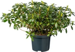 Japanse Azalea (Rhododendron japonica) D 17 H 30 cm