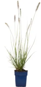 Lampenpoetsersgras (Pennisetum alopecuroides 'Hameln') D 11 H 10 cm