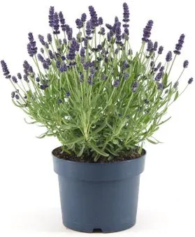 Lavendel (Lavandula angustifolia 'Hidcote') D 17 H 30 cm