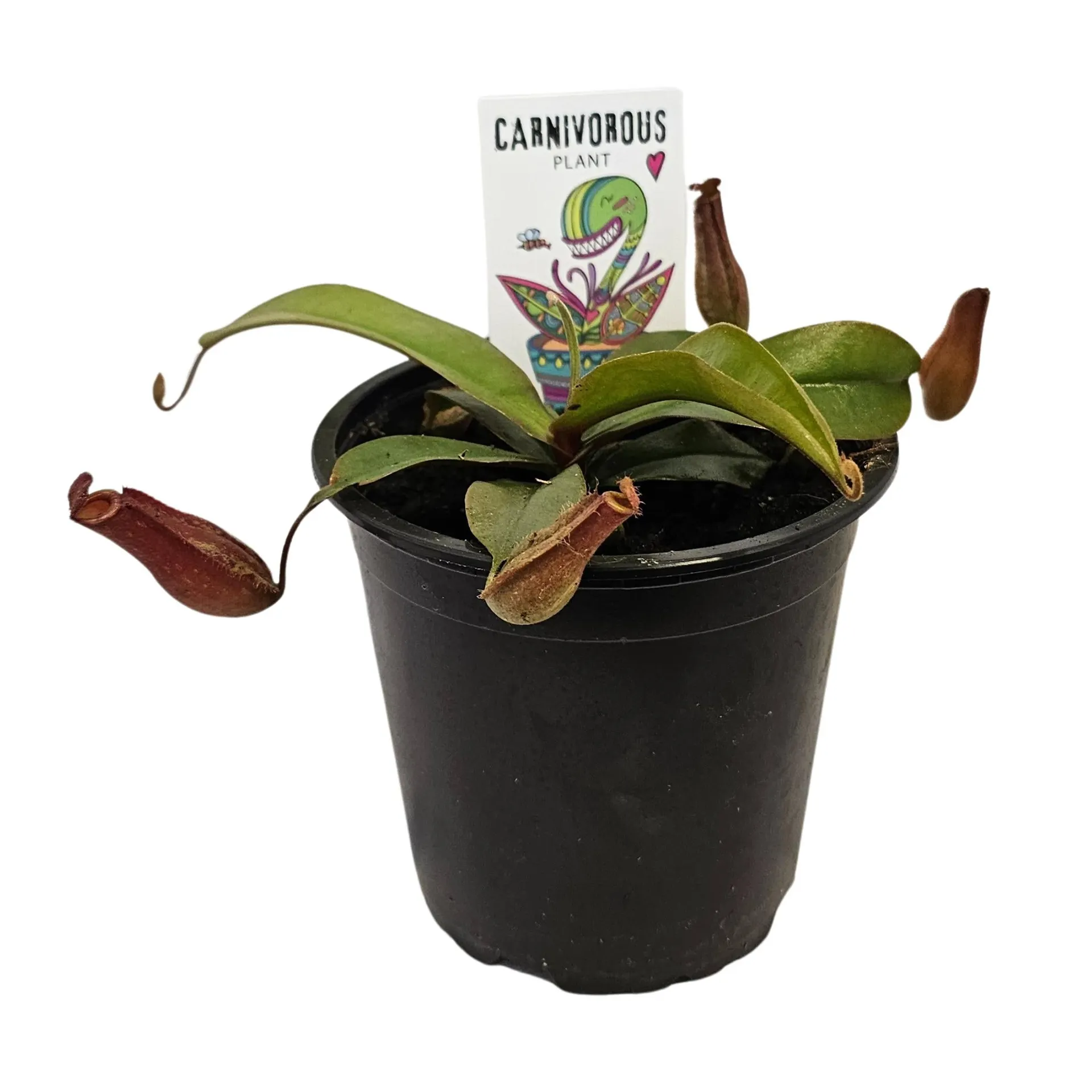 Nepenthes Bloody Mary 12cm - (Pitcher Plant)