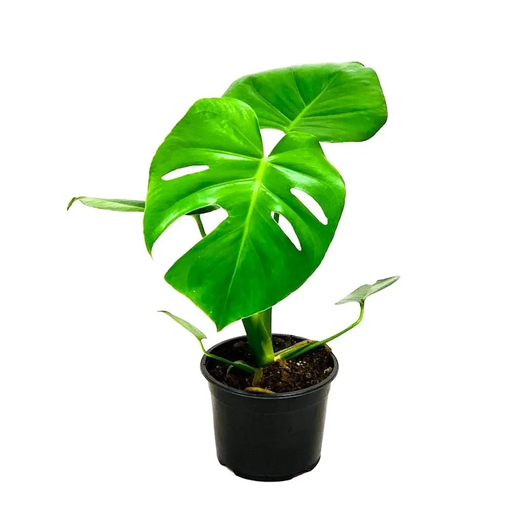Monstera deliciosa (Fruit Salad Plant) - 140mm