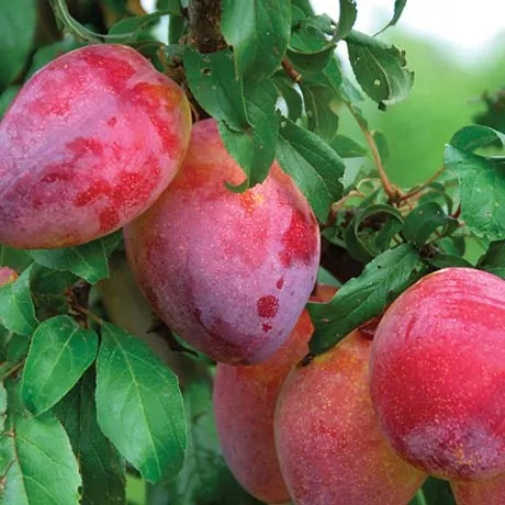 Plum 'Luisa' - PB28