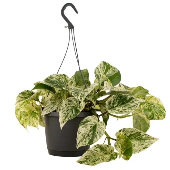 Epipremnum aureum 'Marble Queen' (Pothos) - 17Cm