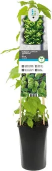 Hop (Humulus lupulus 'Nordbrau') D 17 H 75 cm
