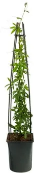 Passiebloem (Passiflora 'Beervelde') D 17 H 75 cm