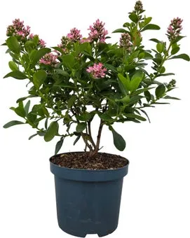 Escalonia (Ecalonia laevis 'Pink Elle' D19 H 40 cm