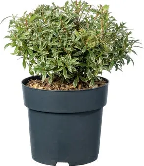 Rotsheide (Pieris japonica 'Little Heath') D 17 H 35 cm