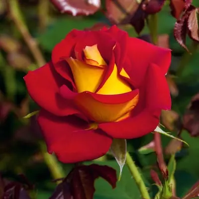Red Flowering Ketchup and Mustard Tree Rose 1 -Pack 1 -Pack in Bare root