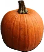 Sierkalebas (Cucurbita 'Baby Pam') D 15 cm