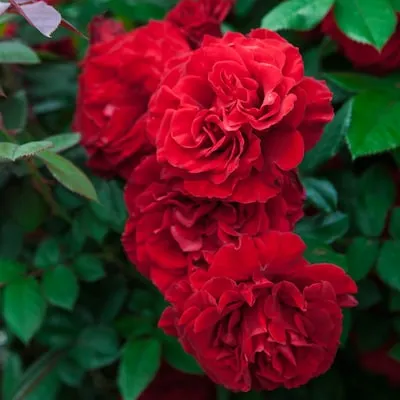 Red True Bloom True Love Rose 6 -Quart 1.0 -Pack in Pot