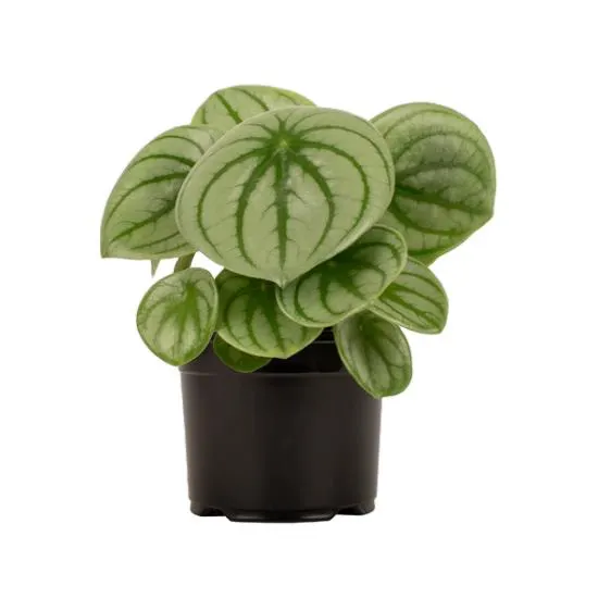 Peperomia argyreia (Watermelon Peperomia) - 14Cm