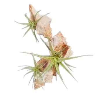 Small Single Cone Shell