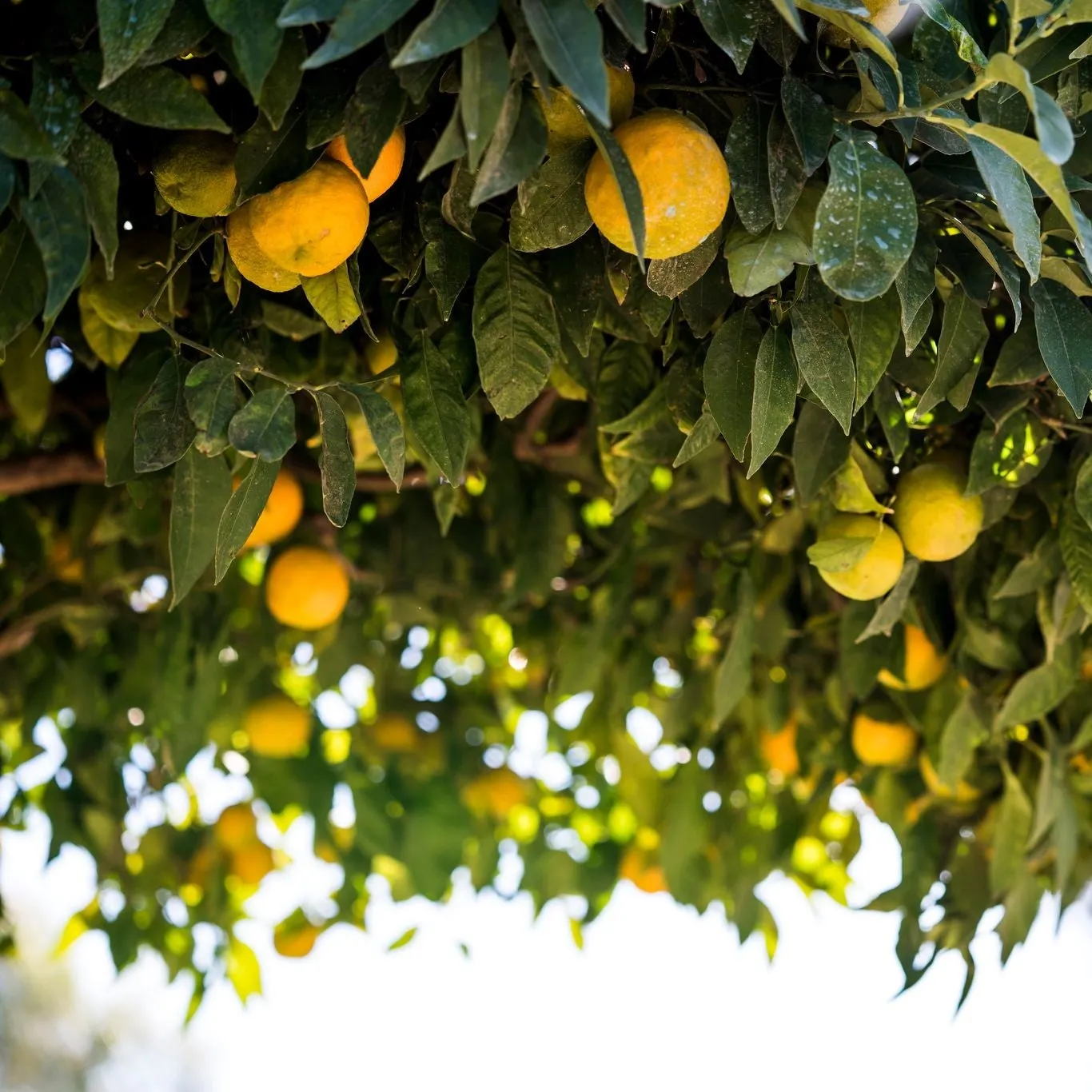 Lemon Meyer Dwarf - 3L