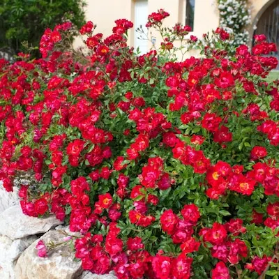 Red Flowering Ketchup and Mustard Rose 3 -Gallon 1 -Pack in Pot