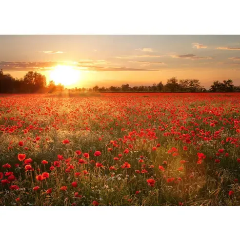 Leinwandbild FELD - rot-orange - 70x50 cm