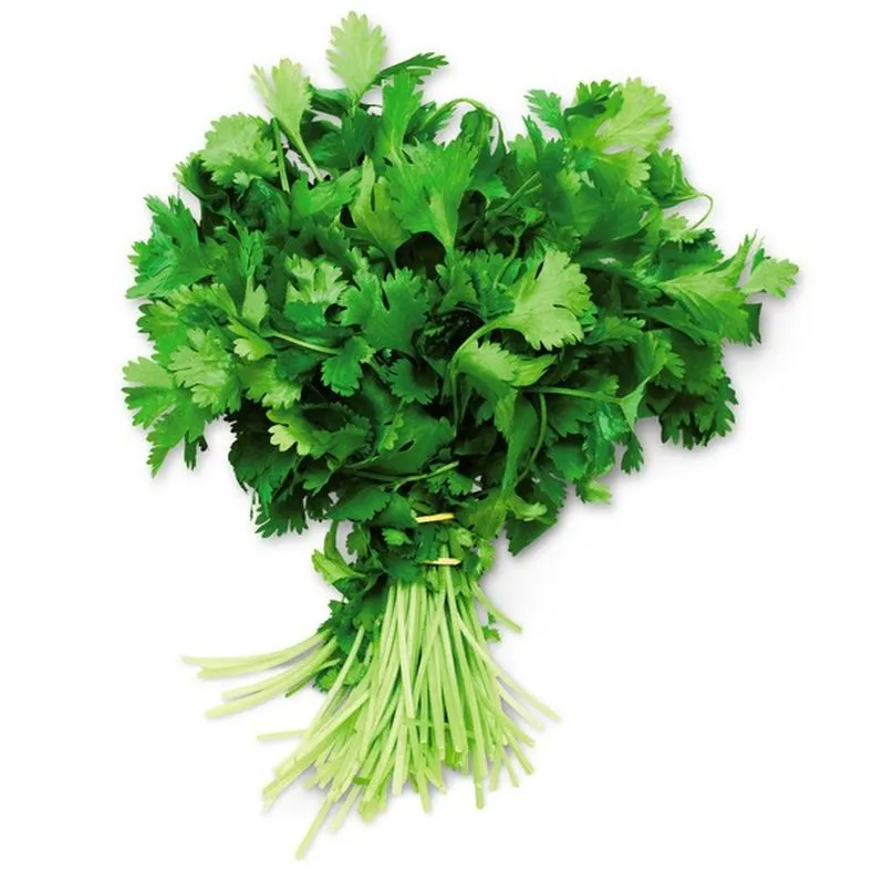 Cilantro