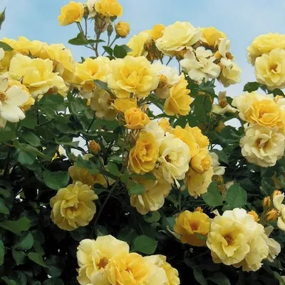 Spring Hill Nurseries Pink Flowering Easy to Please Floribunda Rose 1 -Pack 1 -Pack in Bare root