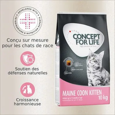Concept for Life Maine Coon Kitten