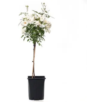 Stamroos (Rosa 'Schneewittchen') D 24 H 75 cm