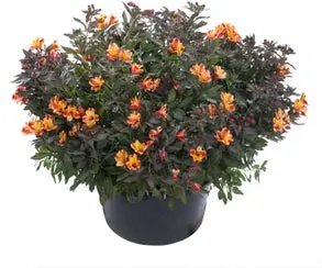 Incalelie (Alstroemeria) D 19 H 55 cm