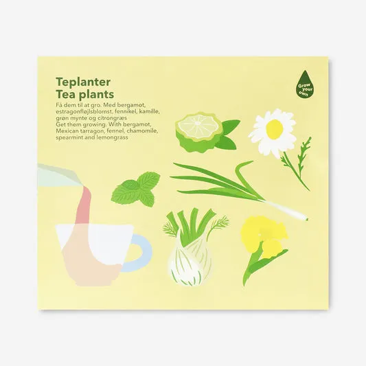 Tea plants grow kit - Bergamot, M...