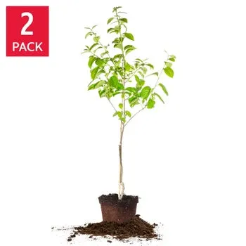 Fuyu Persimmon 5 Gallon, 2-pack