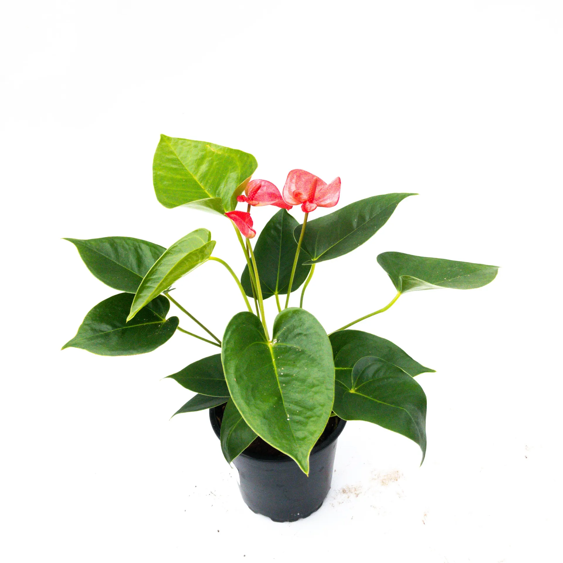 Anthurium andreanum 'Pink Champion' - 12cm
