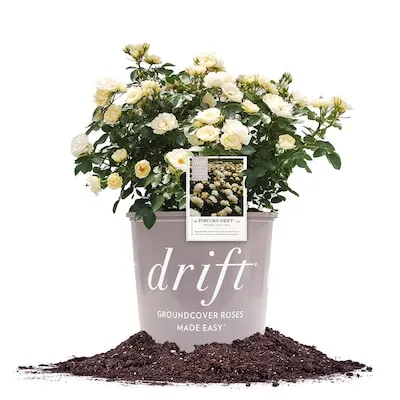 White White Drift Rose 1 -Gallon 1 -Pack in Pot