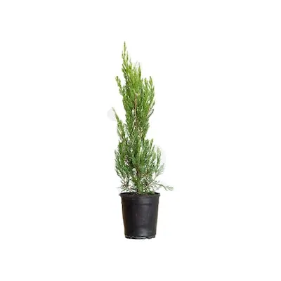2.5 -Quart Screening Evergreen Spartan Juniper In pot (with soil)