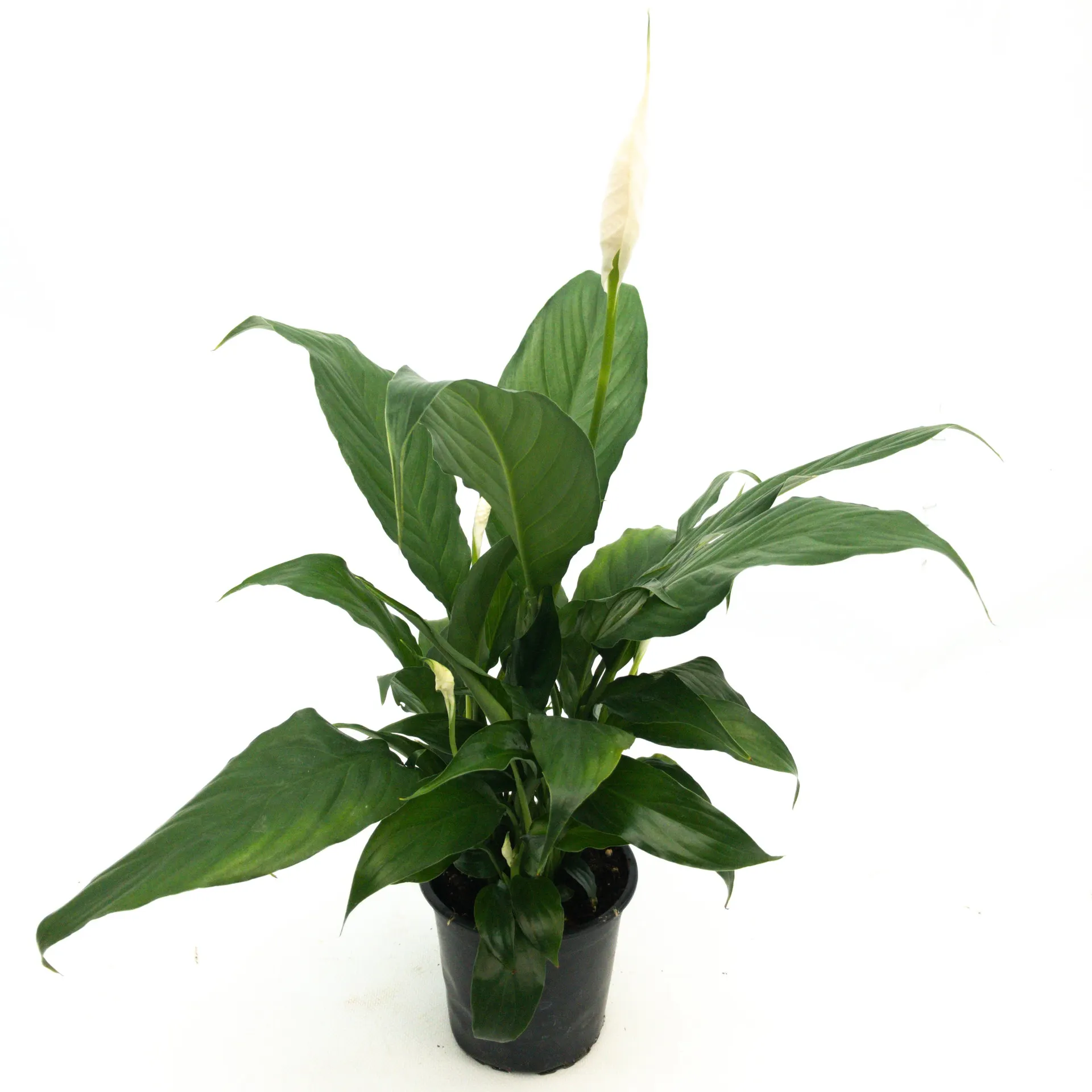 Spathiphyllum 'Royal' (Peace Lily) - 120mm