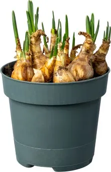 Biologische Narcis (Narcissus 'Jetfire') D 12 H 30