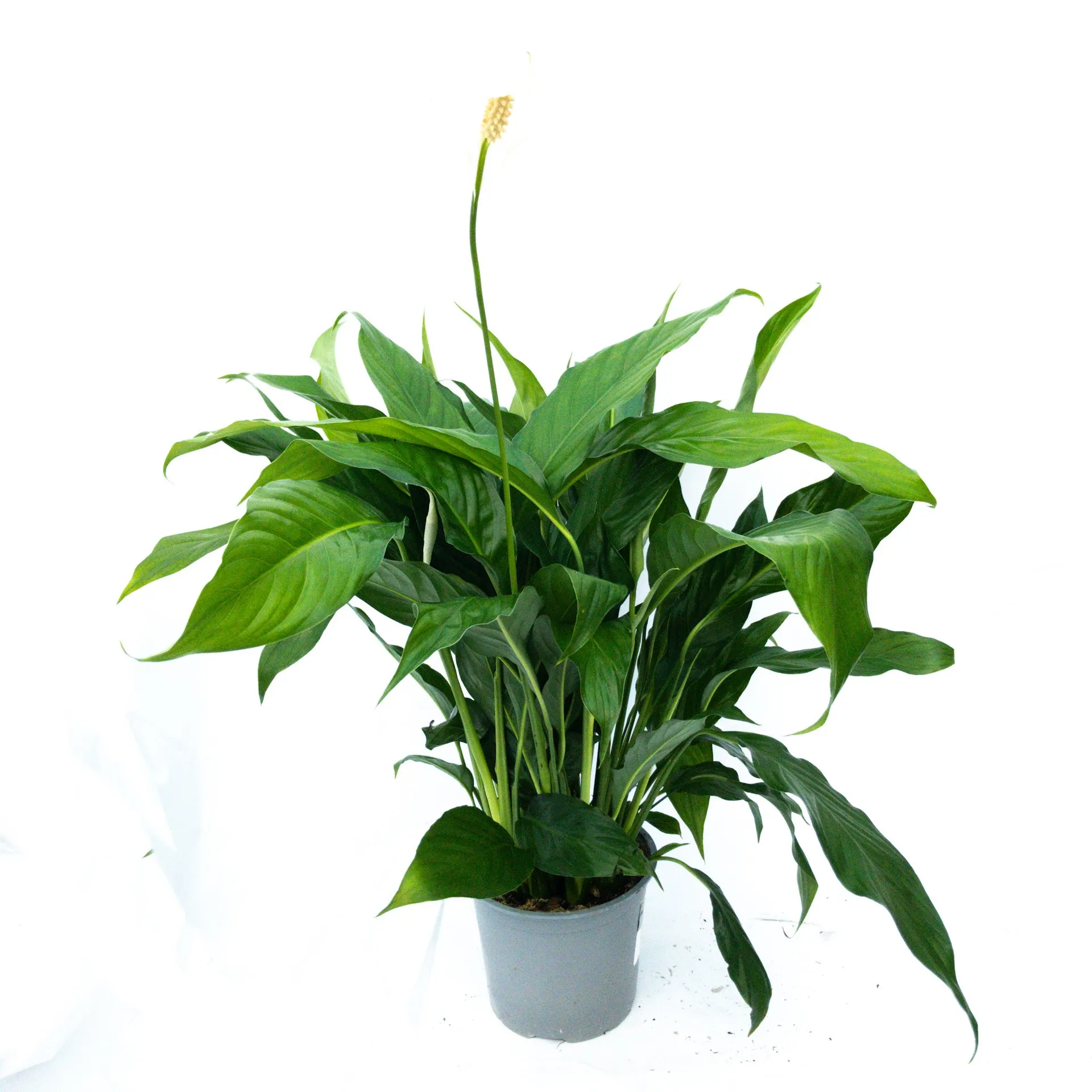 Spathiphyllum 'Benito' (Peace Lily) - 15cm