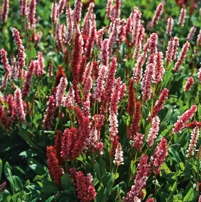 Duizendknoop (Persicaria affinis 'Darjeeling Red') D 11 H 20 cm