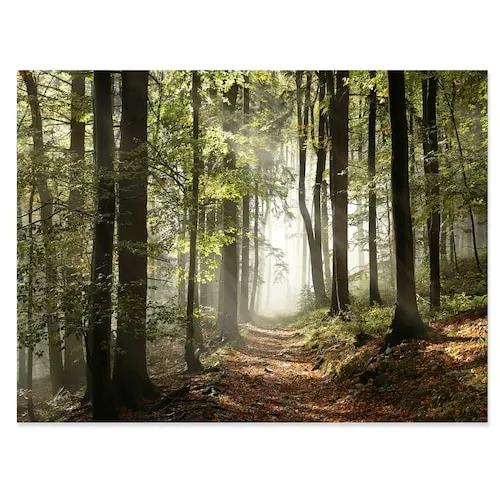 Green Fall Forest With Sun Rays - Landscape Photography Canvas Print - 32X16